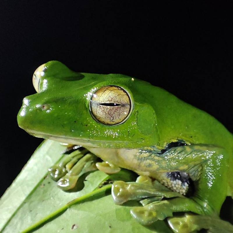 Rhacophorus helenae