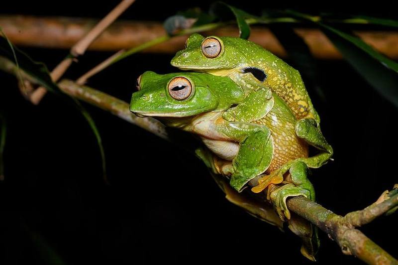 Rhacophorus kio