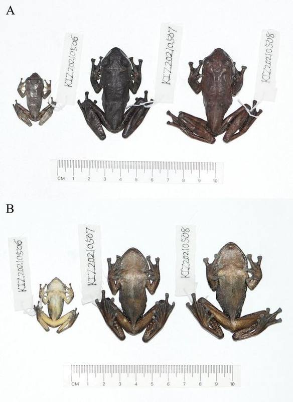Rhacophorus orlovi