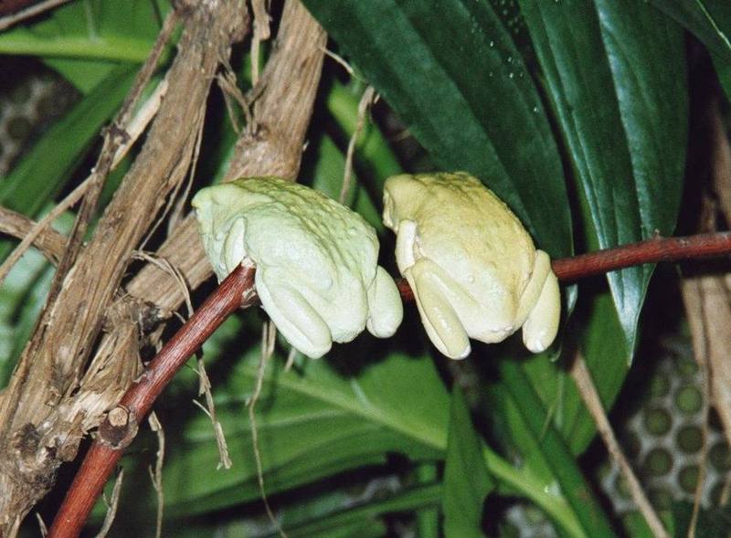Reinwardt's Tree Frog