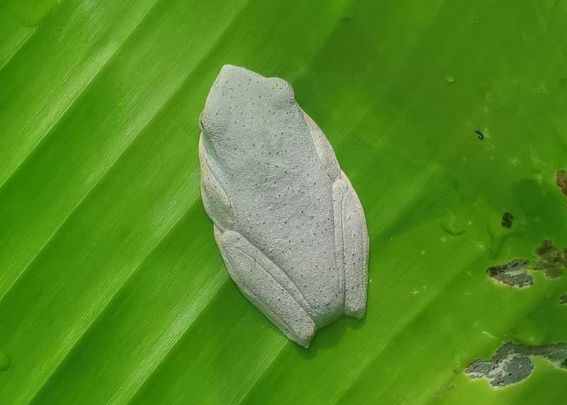 Rhacophorus rhodopus