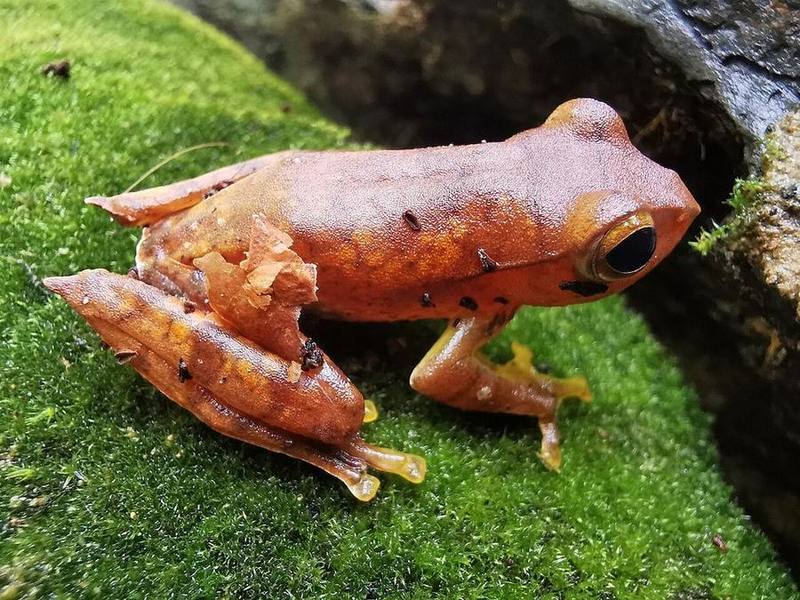 Rhacophorus robertingeri