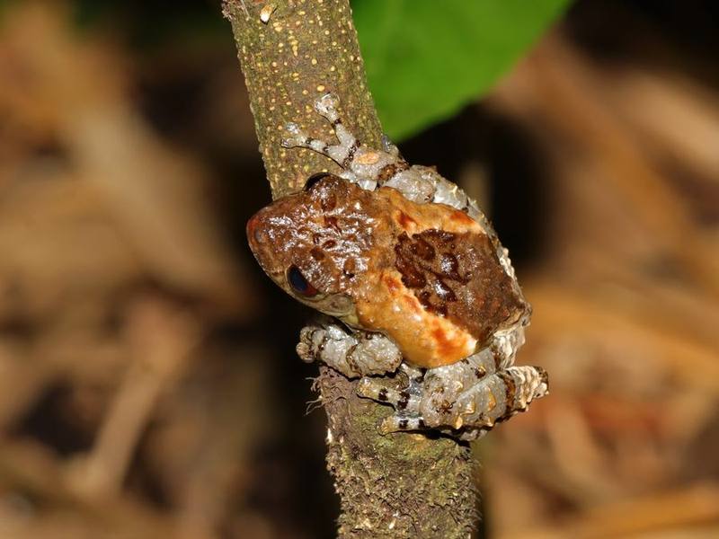 Theloderma albopunctatum