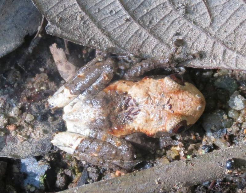 Rough-skinned Tree Frog