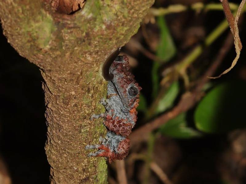Theloderma gordoni