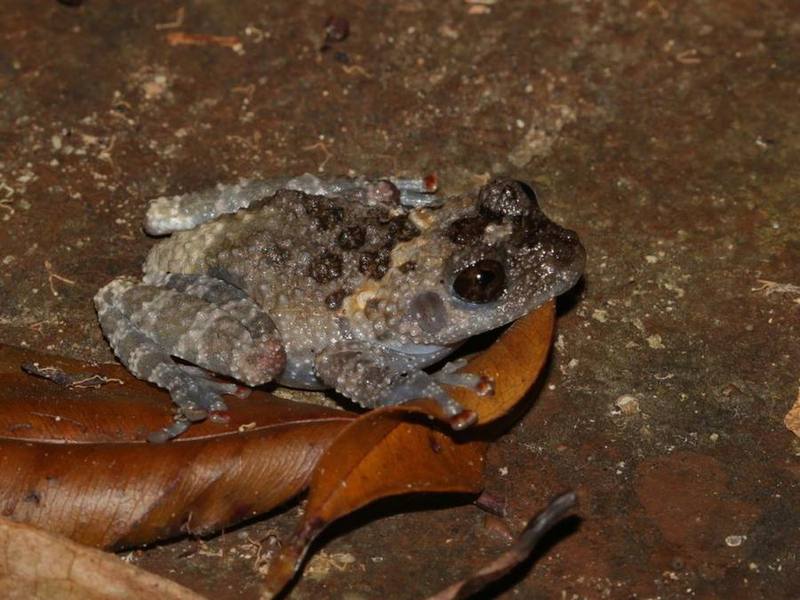 Theloderma stellatum