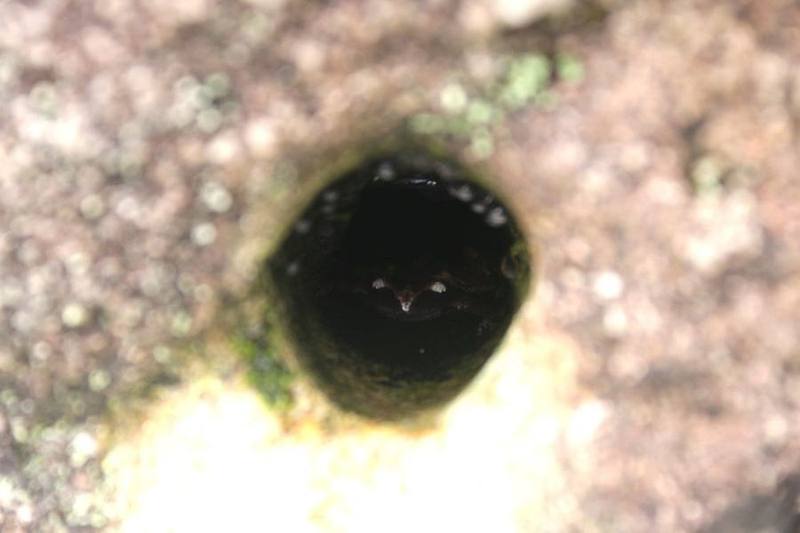 Theloderma truongsonense