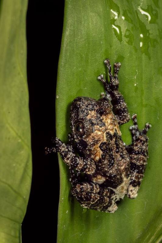 Theloderma vietnamense