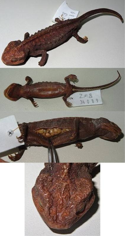 Black Knobby Newt