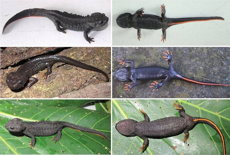 Sparreboom's Crocodile Newt