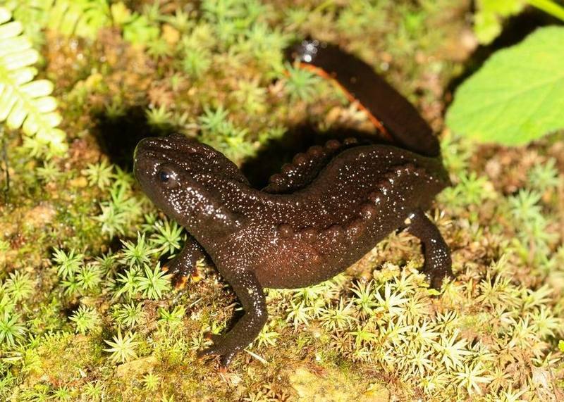 Ziegler's Crocodile Newt