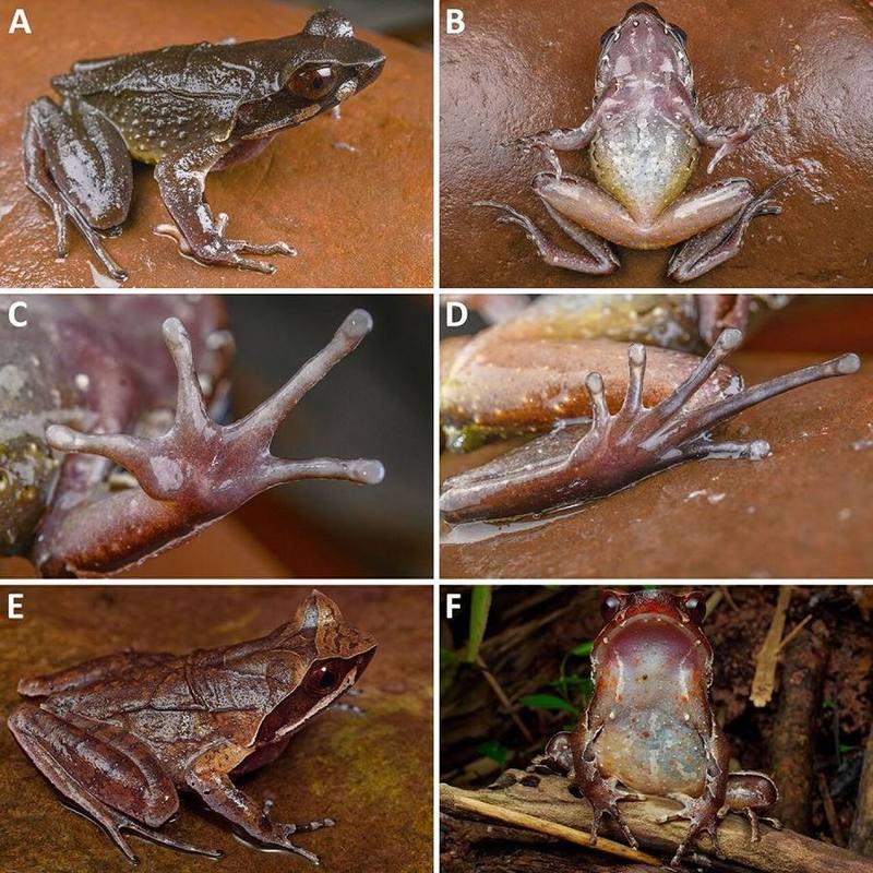 Xenophrys maosonensis
