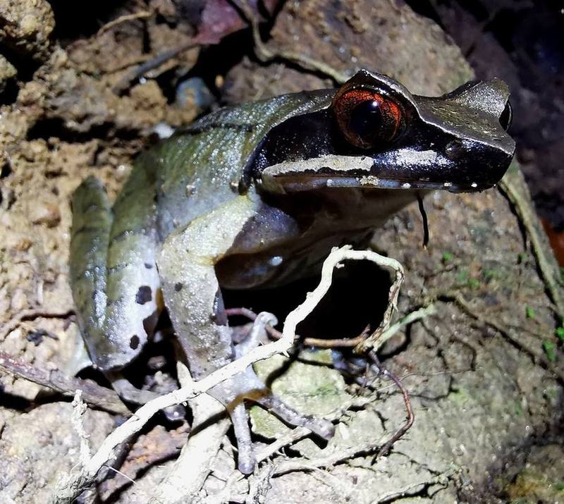 Xenophrys truongsonensis