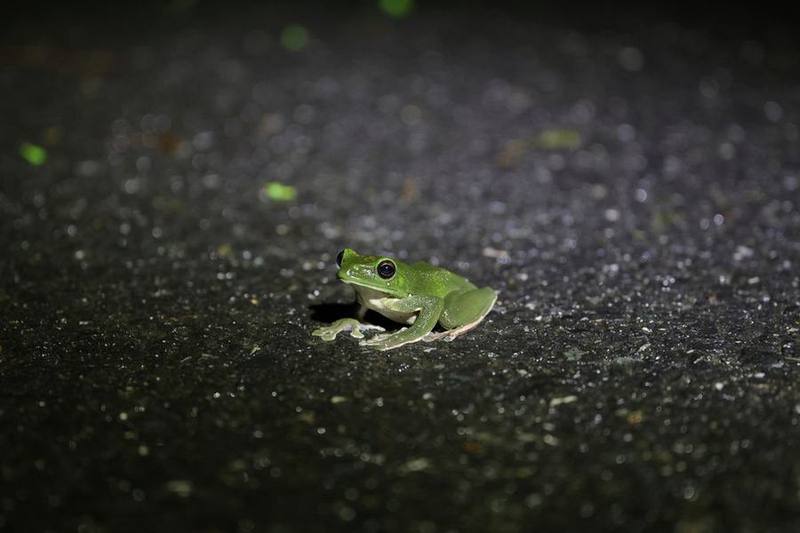 Chinese Flying Frog