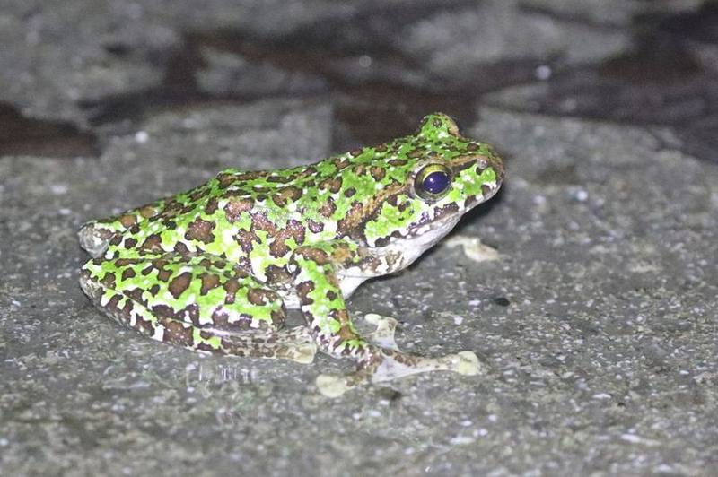 Zhangixalus duboisi