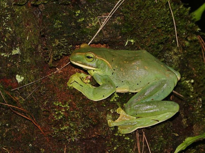 Zhangixalus feae