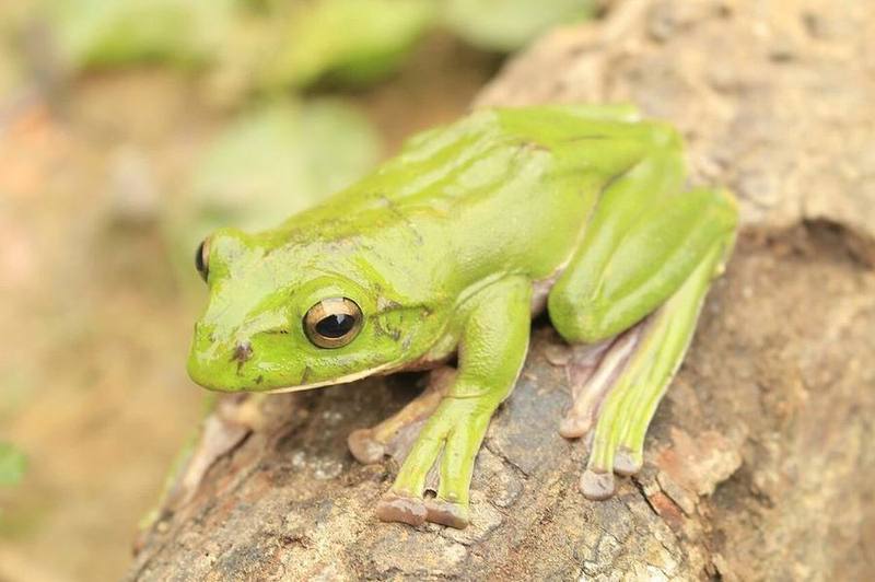 Zhangixalus pachyproctus