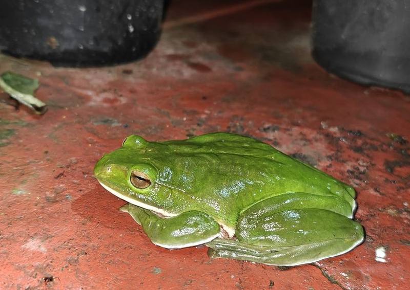 Zhangixalus smaragdinus