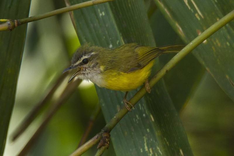 Yellow-bellied Warbler