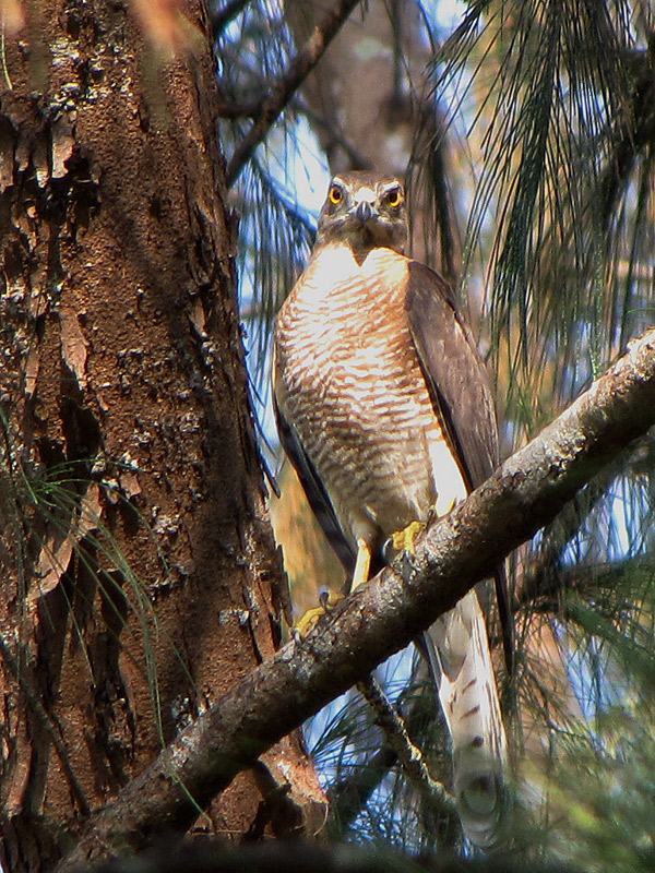 Shikra