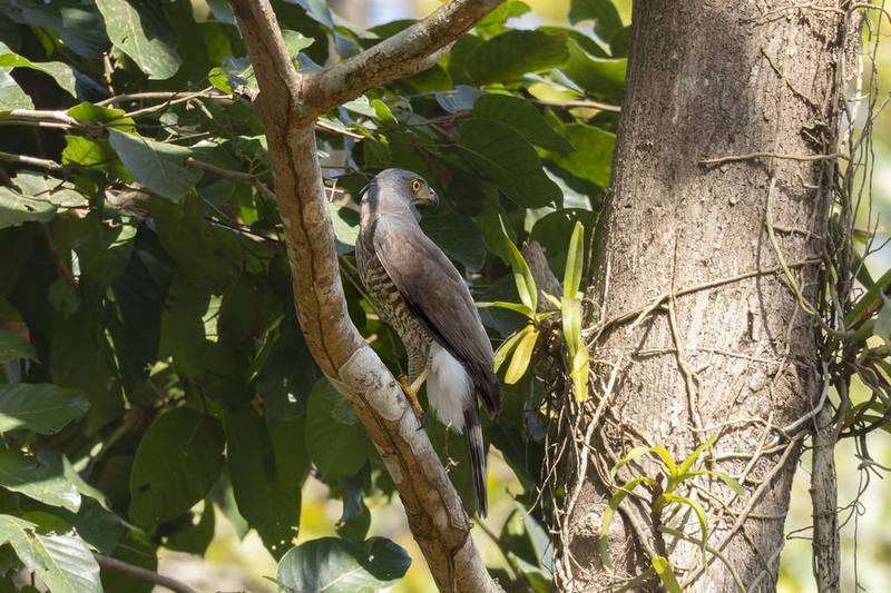 Crested Goshawk