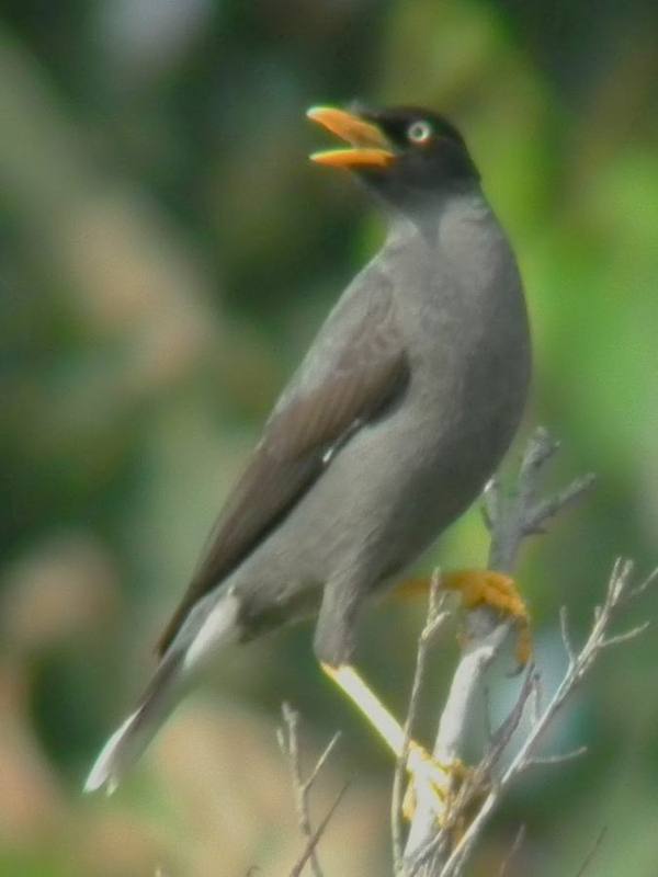 Crested Myna