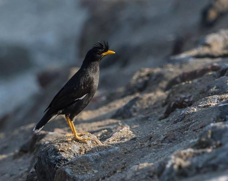 Great Myna