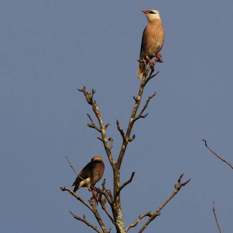 Vinous-breasted Myna