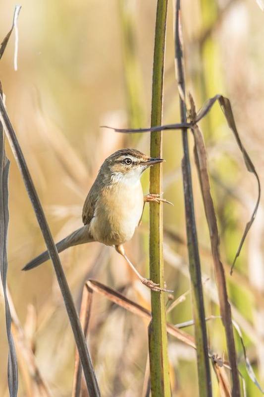 Manchurian Reed Warbler