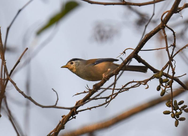 Blue-winged Minla