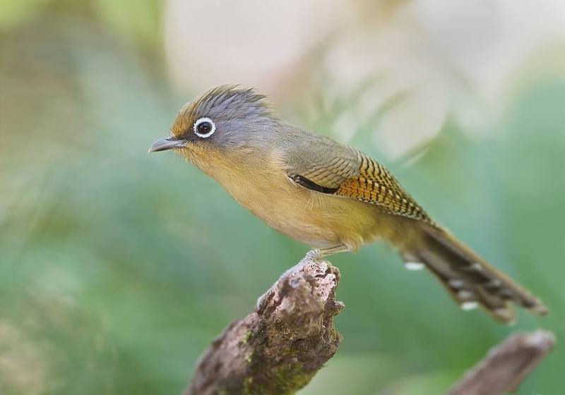 Spectacled Barwing