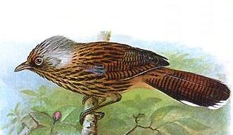 Streaked Barwing