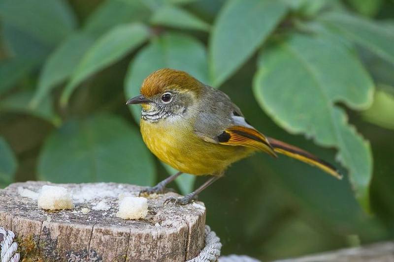 Bar-throated Minla