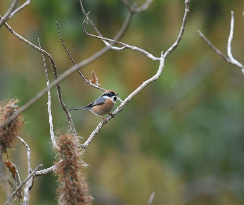 Black-throated Bushtit