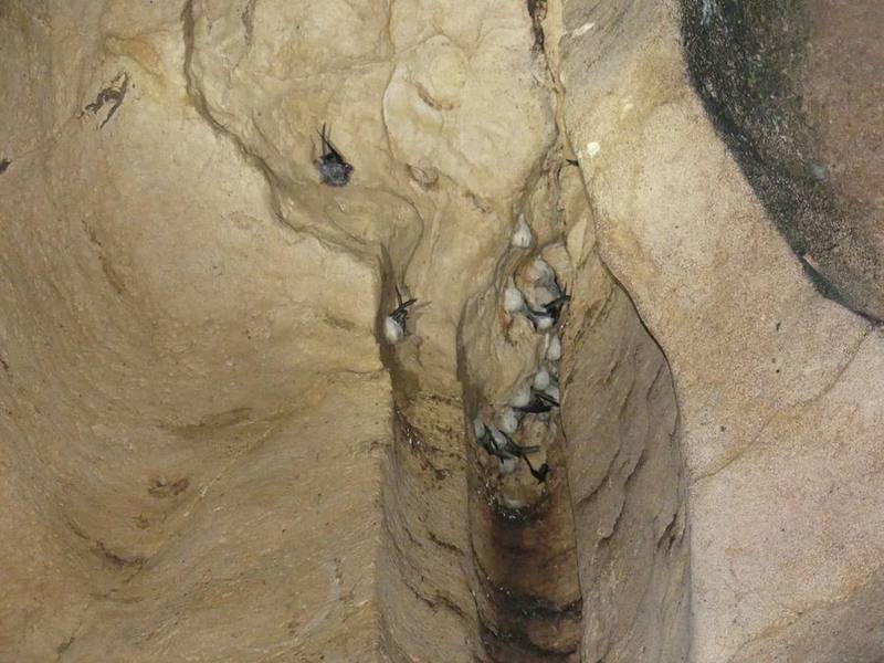 Edible-nest Swiftlet