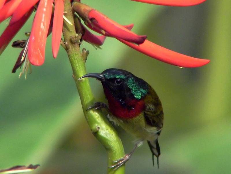 Fork-tailed Sunbird