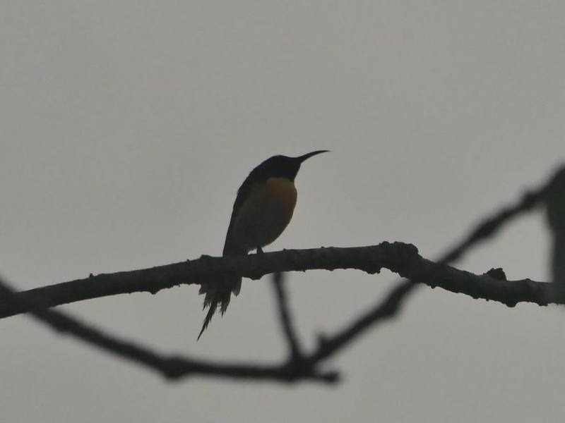 Green-tailed Sunbird