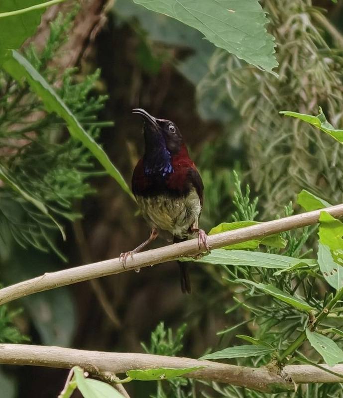 Black-throated Sunbird