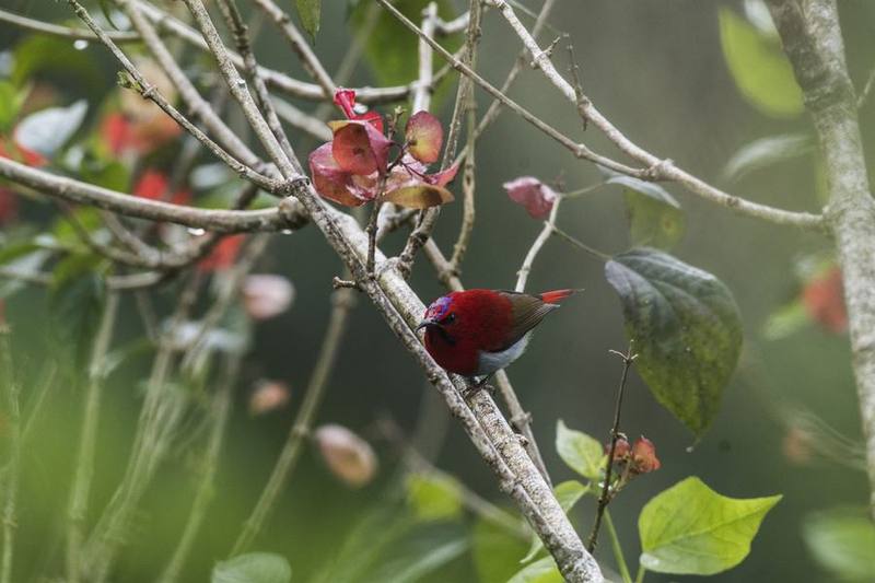 Crimson Sunbird