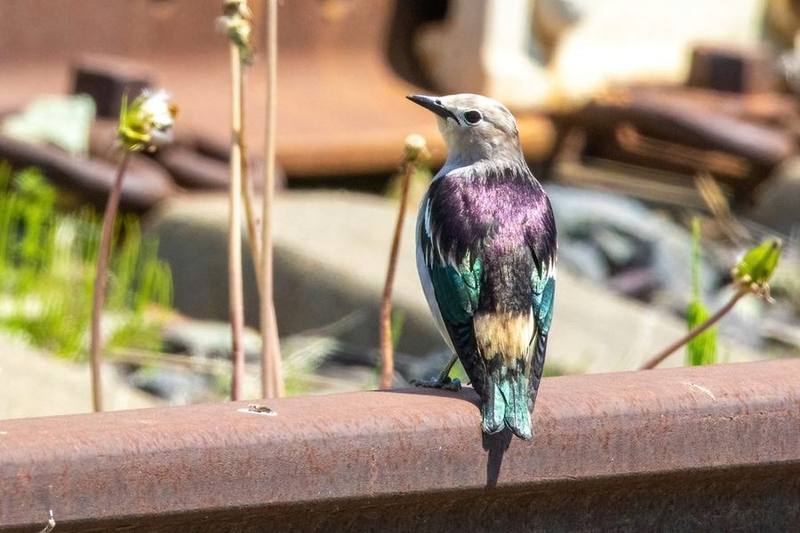 Daurian Starling
