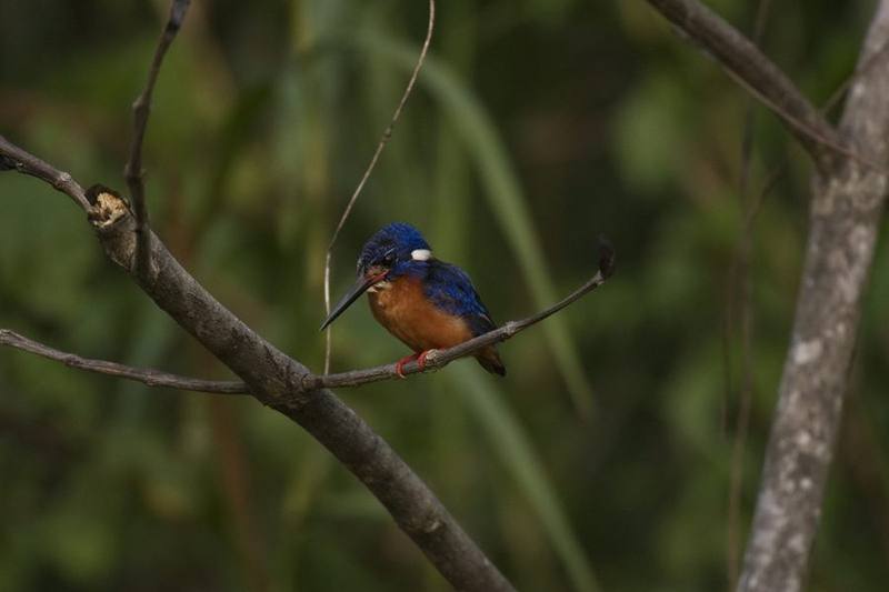 Blue-eared Kingfisher