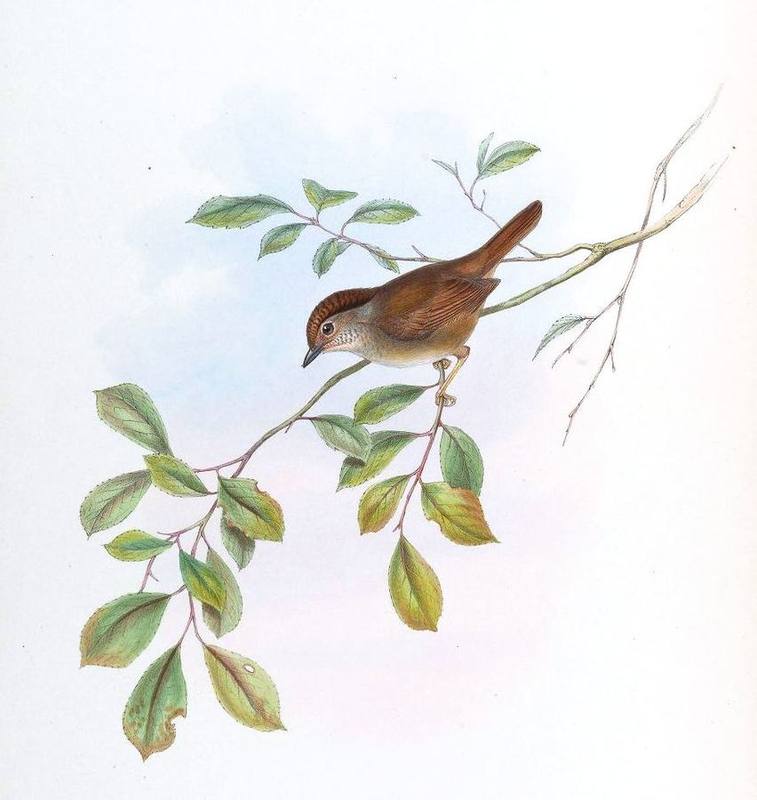 Dusky Fulvetta