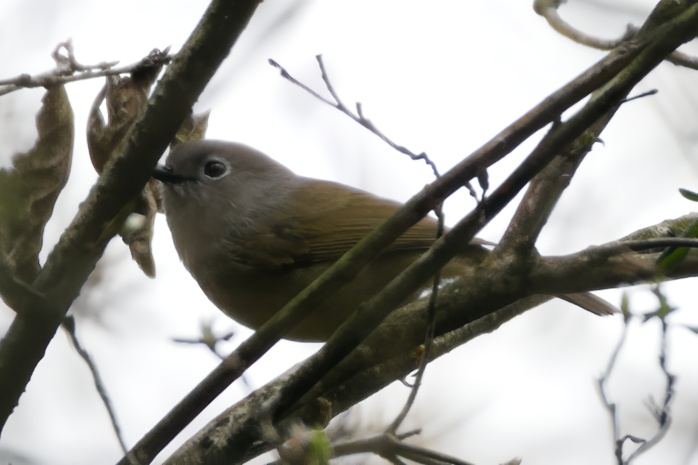 David's Fulvetta