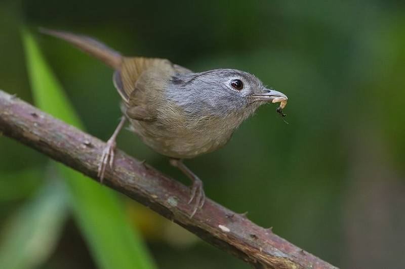 Yunnan Fulvetta