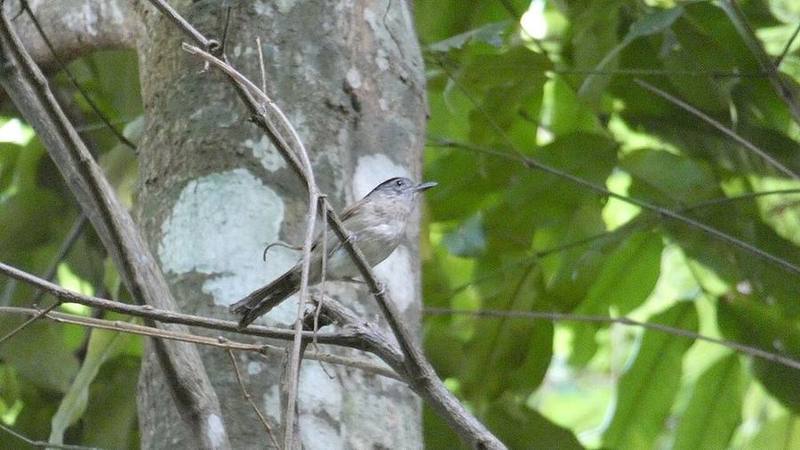 Black-browed Fulvetta
