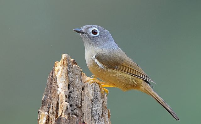 Grey-cheeked Fulvetta