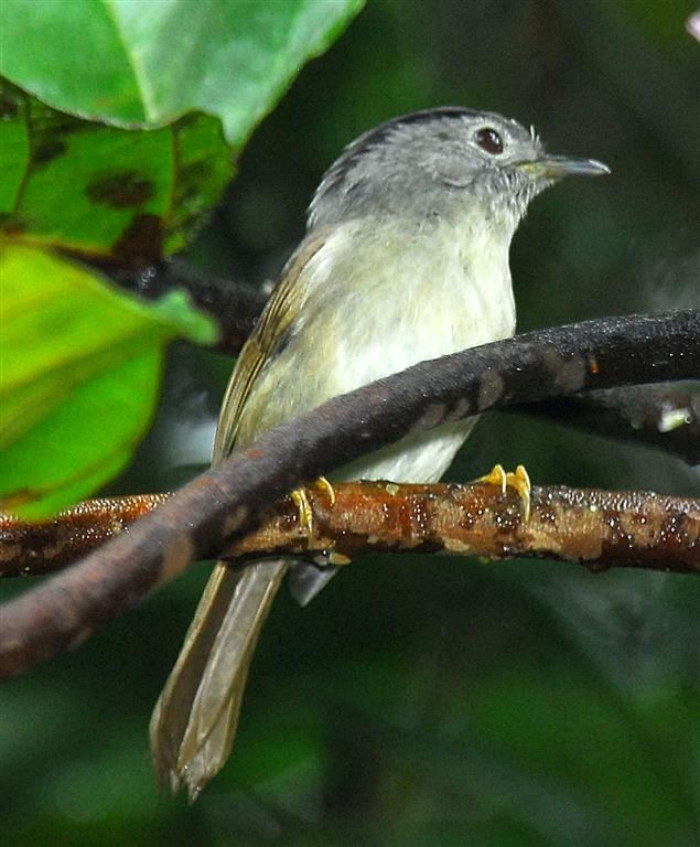 Mountain Fulvetta