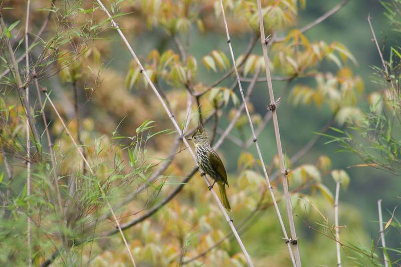 Striated Bulbul