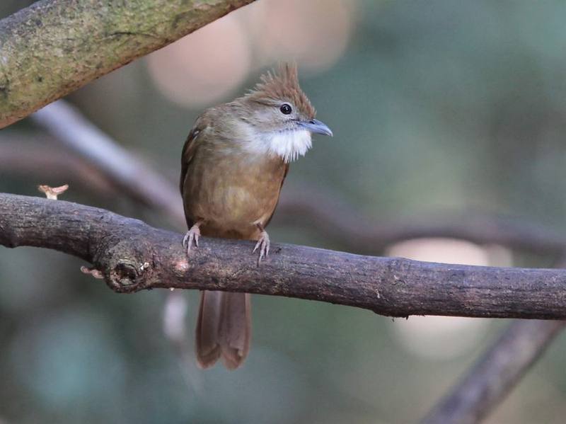 Ochraceous Bulbul