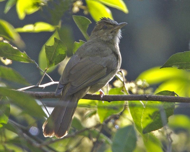 Puff-throated Bulbul